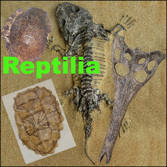 Reptilia