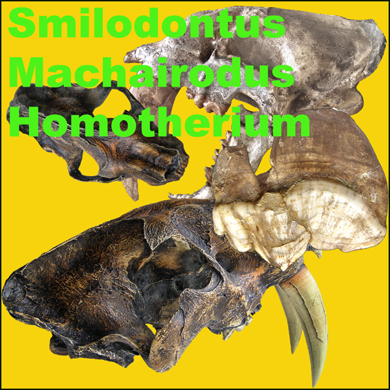 Smilodontus