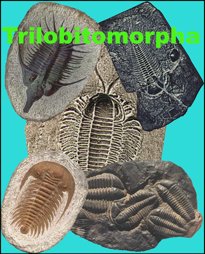 Trilobitomorpha