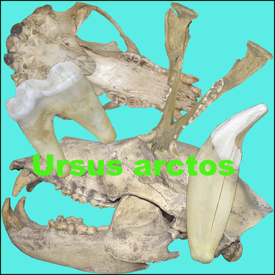 Ursus arctos