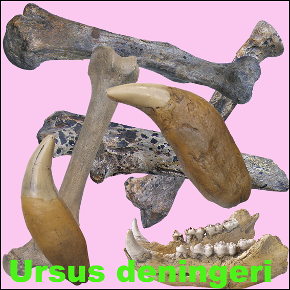 Ursus deningeri