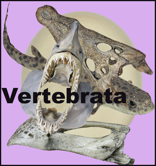 Icona Vertevrata