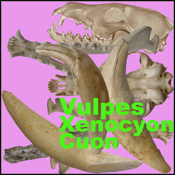 Icona Vulpes