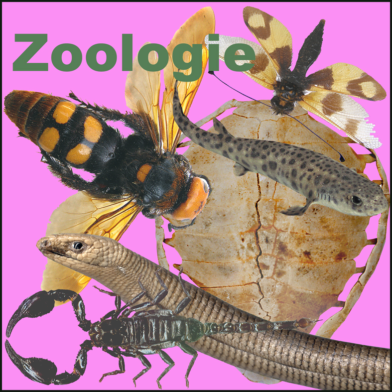 Icona Zoologie Icona Zoologie