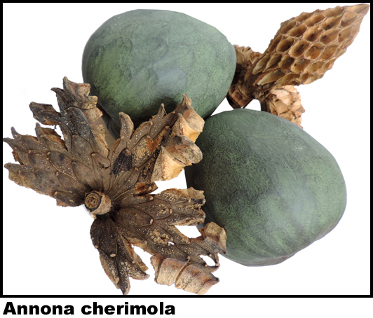 Annona cherimola