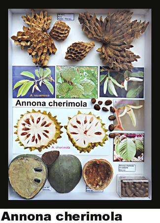 Annona cherimola