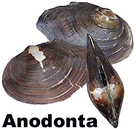 Anodonta