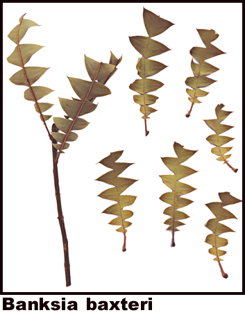 Banksia basteri