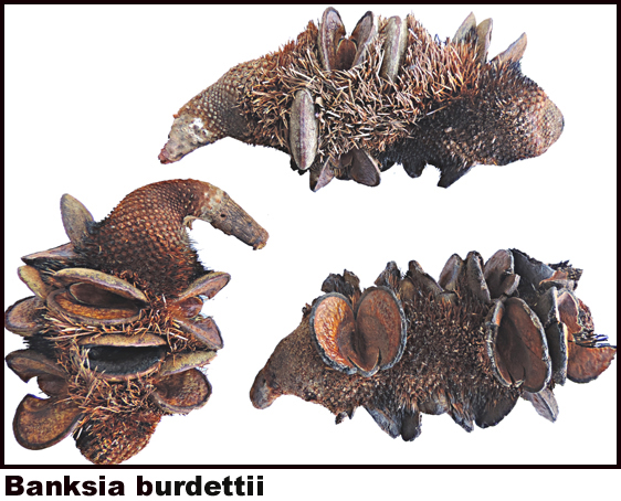 Banksia bordeti