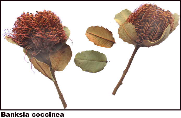 Banksia coccinea