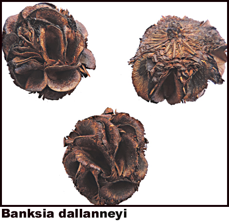 Banksia dallaneyi