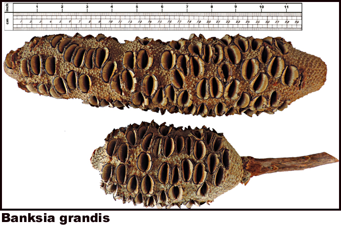 Banksia grandis