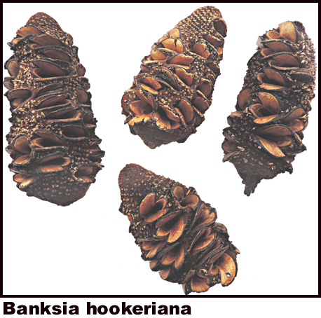 Banksia hookeriana