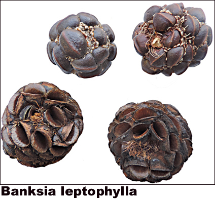 Banksia leptophylla