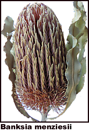 Banksia menziesi