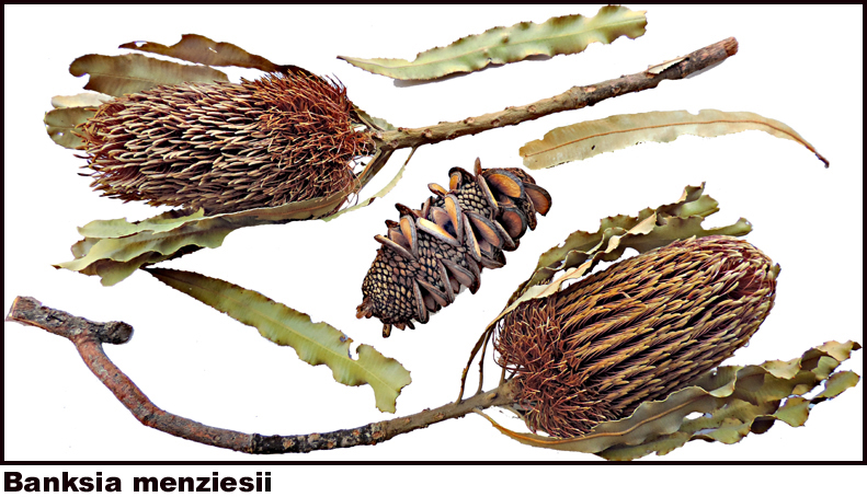 Banksia menziesi
