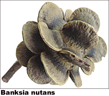 Banksia nutans