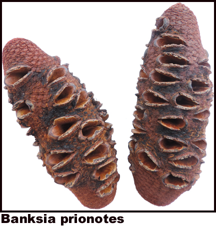 Banksia prionotes