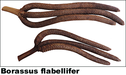Borasus flabellifer