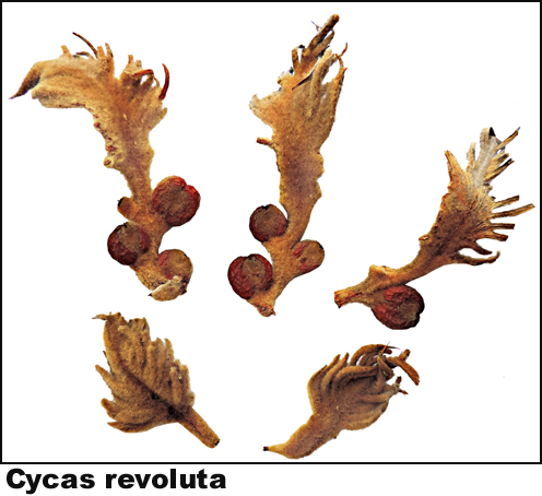 Cycas revoluta