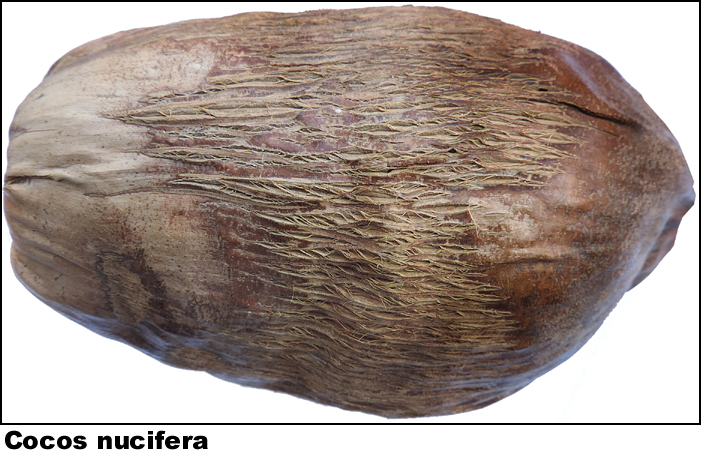 Cocos nucifera