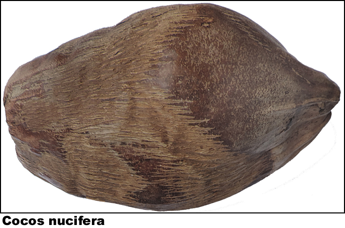 Cocos nucifera