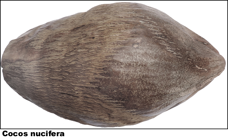 Cocos nucifera