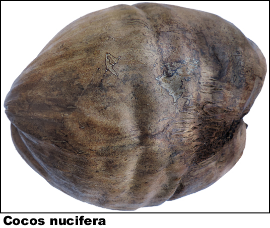 Cocos nucifera