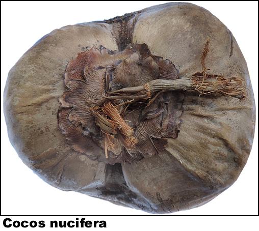 Cocos nucifera