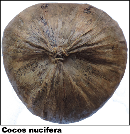 Cocos nucifera