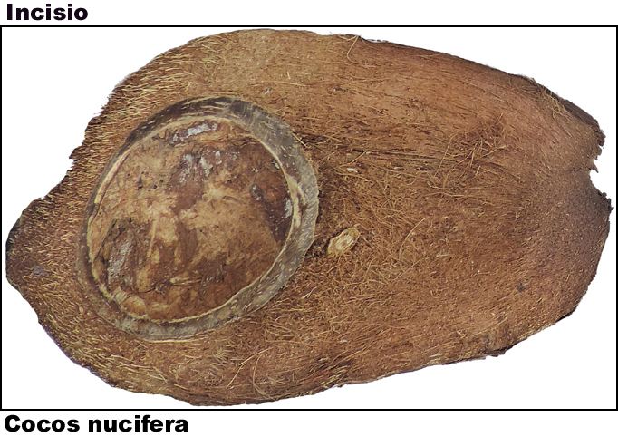 Cocos nucifera