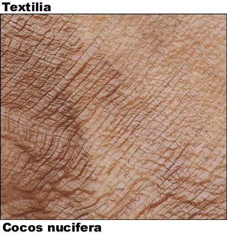 Cocos nucifera