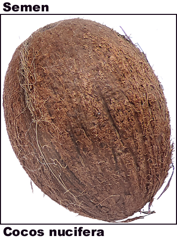 Cocos nucifera