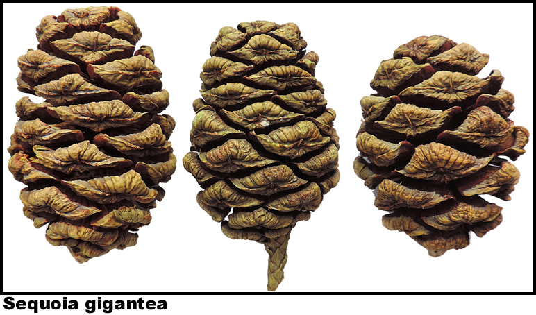 Sequoia gigantea