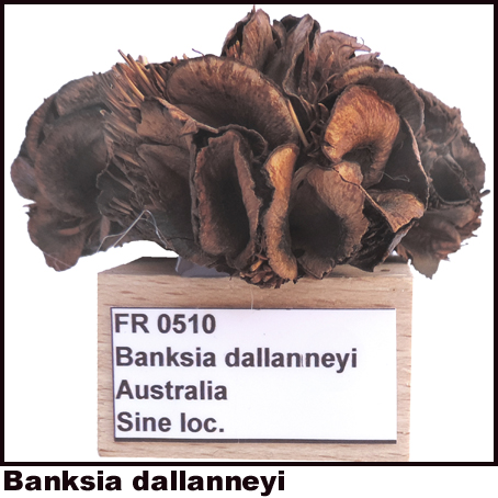 Banksia dallanneyi Banksia dallanneyi