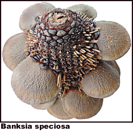 Banksia speciosa Banksia speciosa