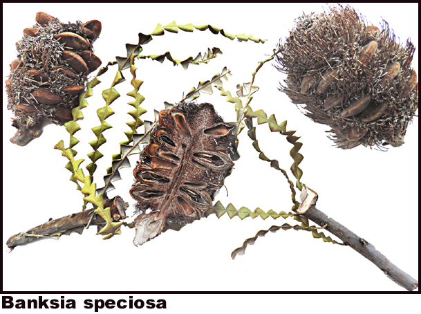 Banksia speciosa Banksia speciosa