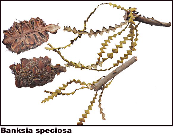 Banksia speciosa Banksia speciosa