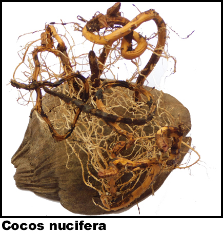 Cocos nucifera