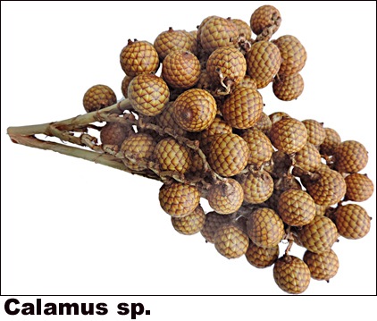 Calamus sp.