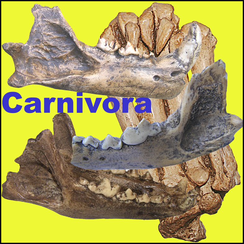 Icona Carnivora