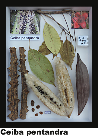 Ceiba pentandra