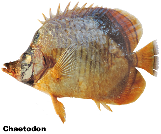 Chaetodon