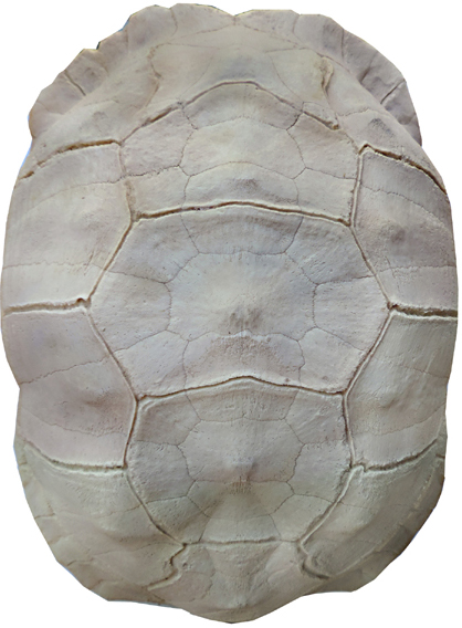 Testudo sulcata