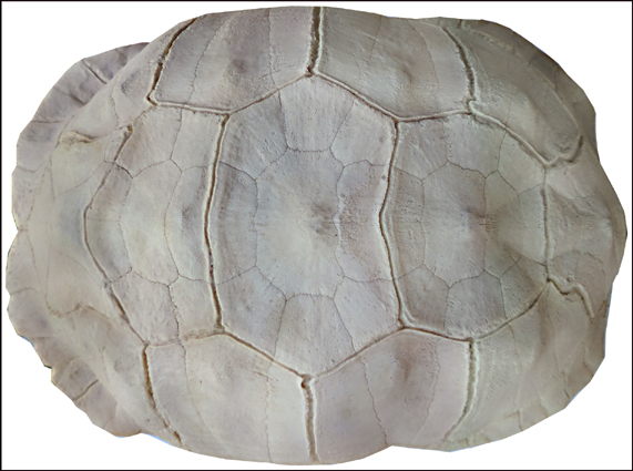 Testudo sulcata