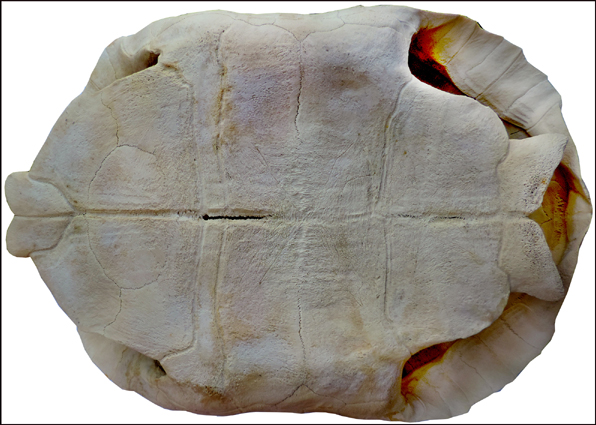 Testudo sulcata