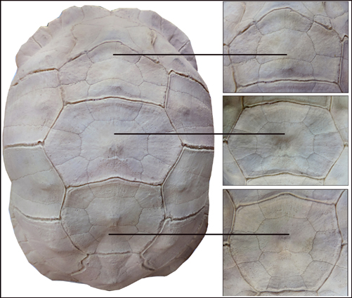 Testudo sulcata