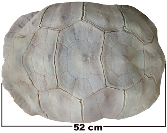 Testudo sulcata