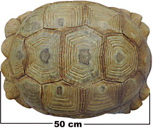 Testudo sulcata