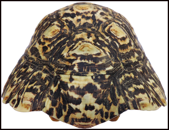 Testudo pardalis